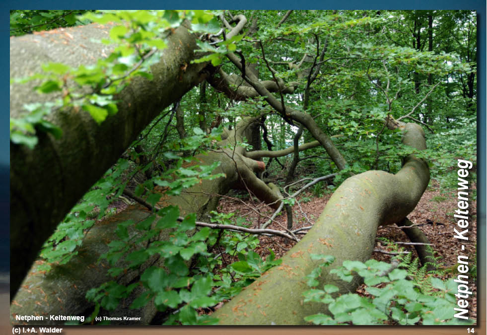 Walder-Verlag Reisetipps-Europa Wanderführer Netphener Keltenweg