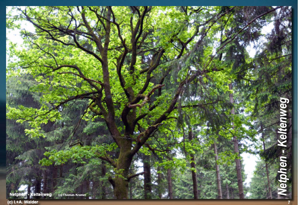 Walder-Verlag Reisetipps-Europa Wanderführer Netphener Keltenweg