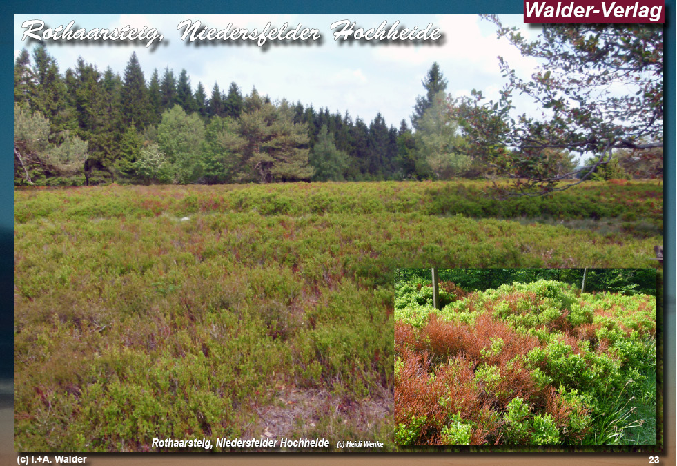 Walder-Verlag Reisetipps-Europa 'Rothaarsteig Niedersfelder Hochheide