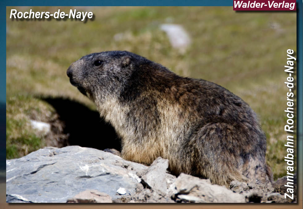 Eisenbahnmagazin CHZahnradbahn Rochers-de-Naye